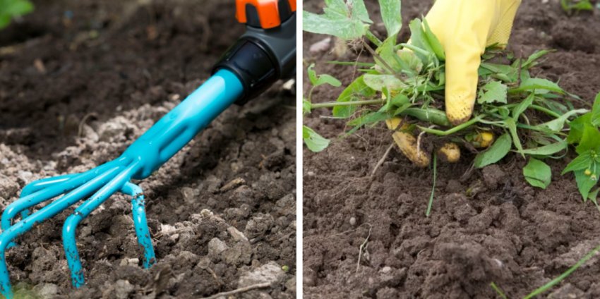 Розпушування і прополка їли Розпушування і прополка їли