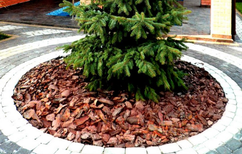 Мульчування їли Мульчування їли