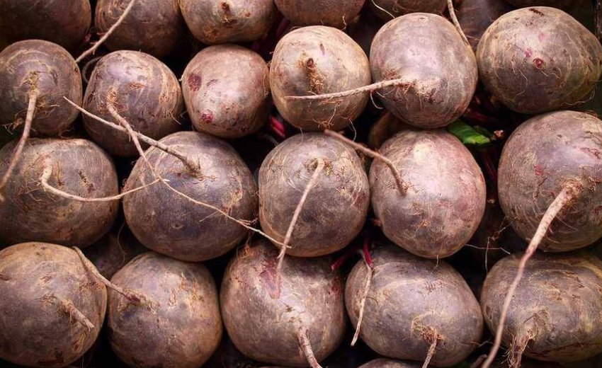 Зберігання буряків