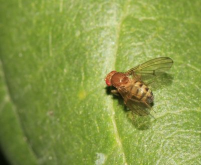 Новий крилатий шкідник уже біля кордонів України