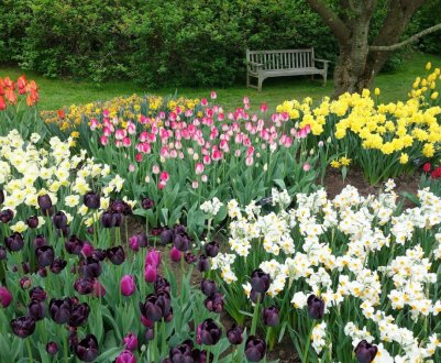 Тюльпани і нарциси в ландшафтному дизайні