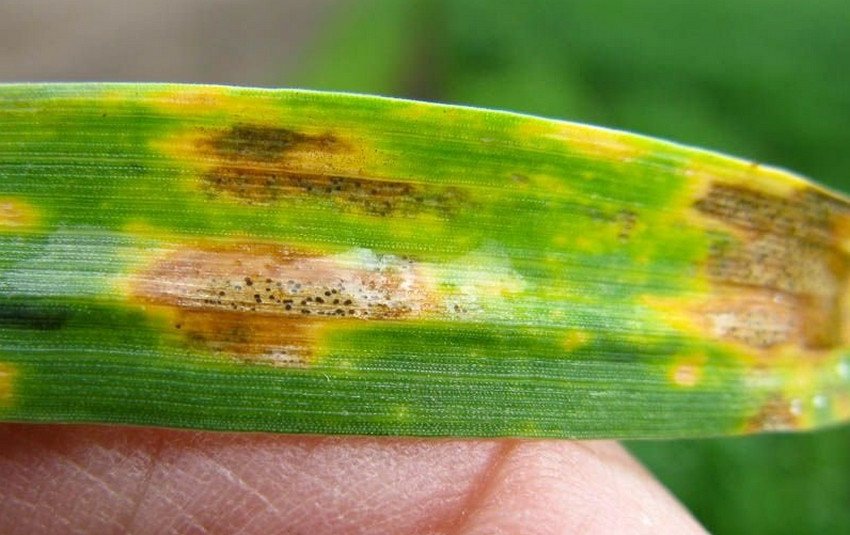 Склеротиніоз гладіолусів