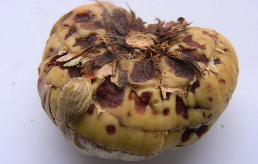 Парша гладіолусів