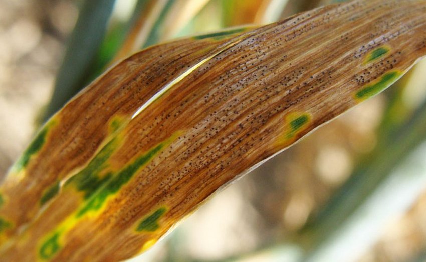 Септоріоз гладіолусів