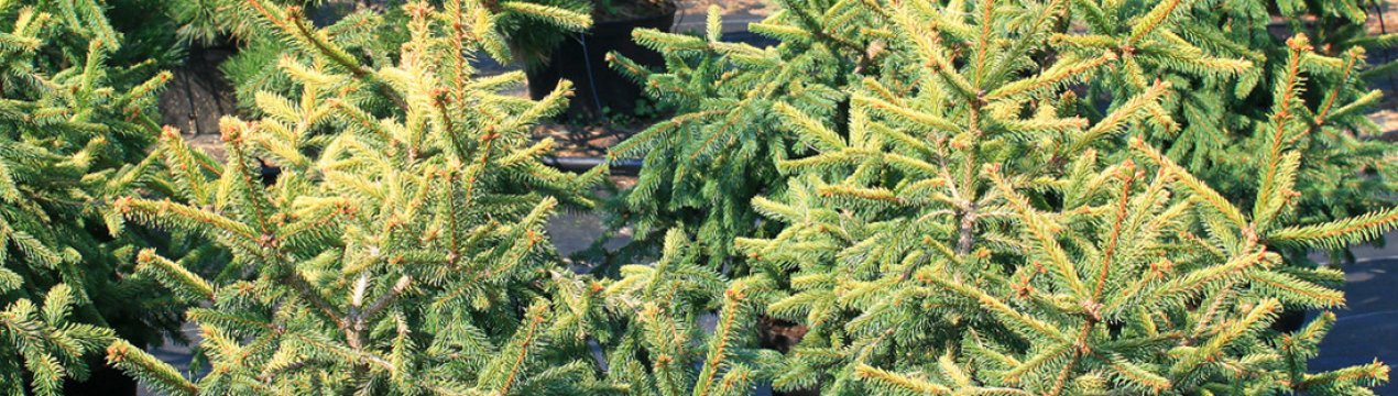 Ялина звичайна Голд Дрифт