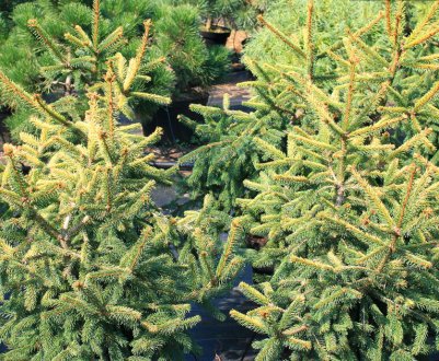 Ялина звичайна Голд Дрифт