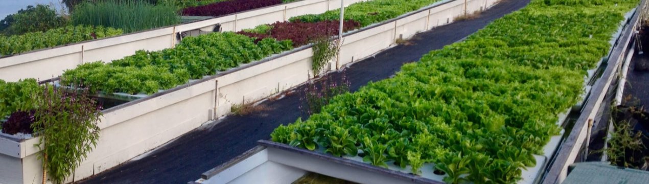 Південноафриканські школи вводять аквапонику в навчальні програми