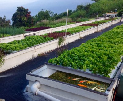 Південноафриканські школи вводять аквапонику в навчальні програми