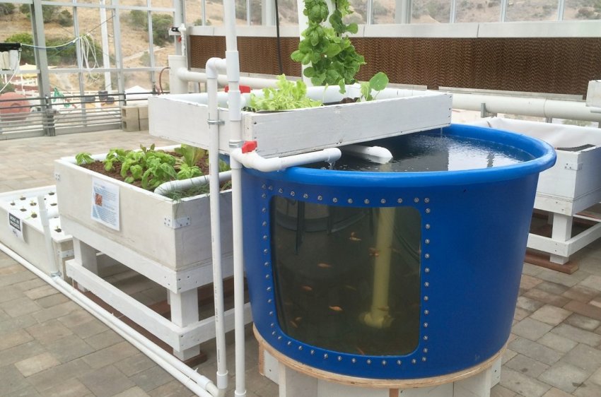 Південноафриканські школи вводять аквапонику в навчальні програми Південноафриканські школи вводять аквапонику в навчальні програми