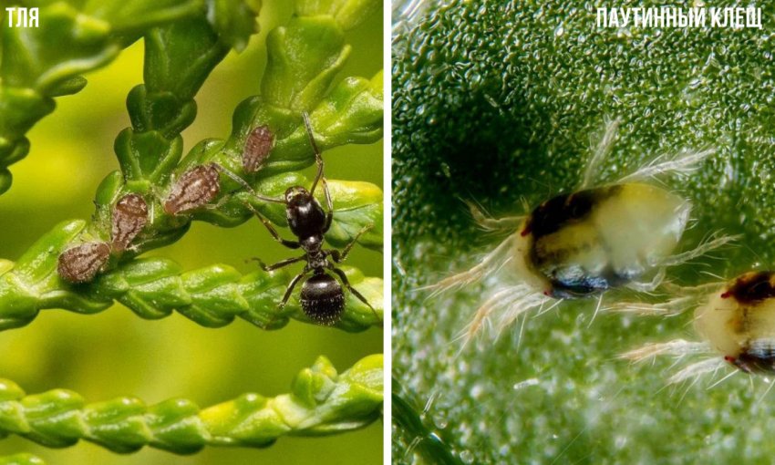 Шкідники туї