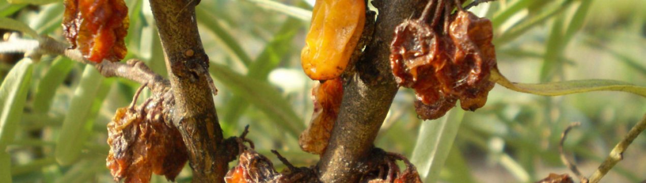 Як боротися з хворобами та шкідниками обліпихи