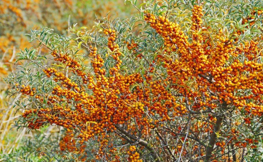 Здоровий обліпиховий кущ