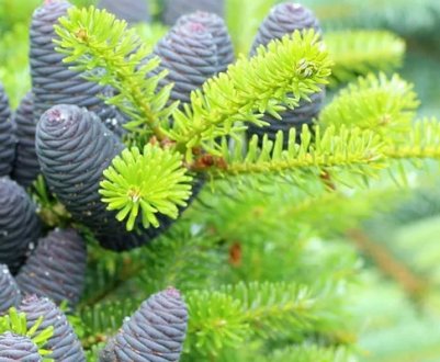 Ялина корейська або корейська ялиця (Abies koreana)