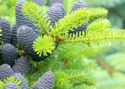 Ялина корейська або корейська ялиця (Abies koreana)