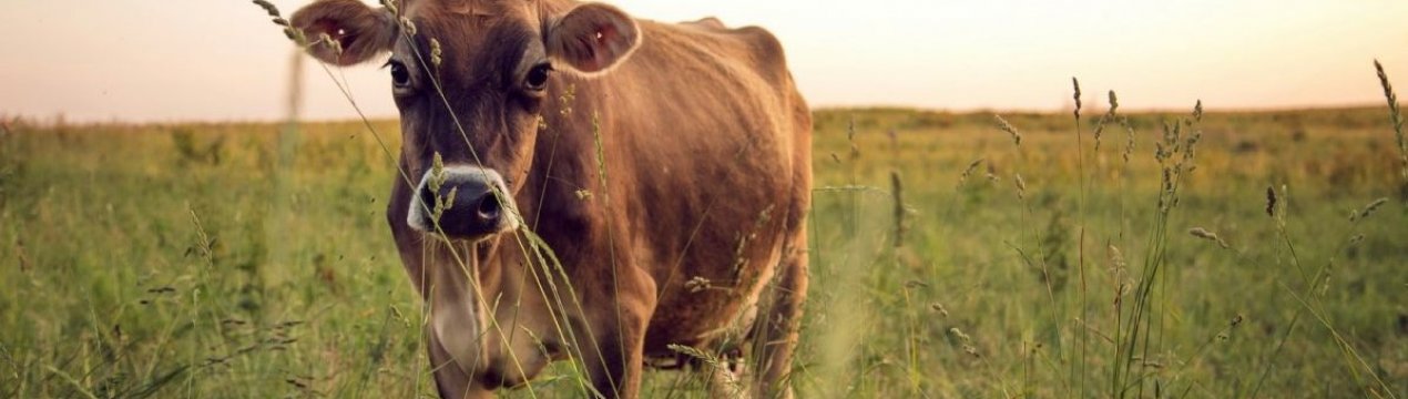 Німецькі фермери відмовляються від тваринництва