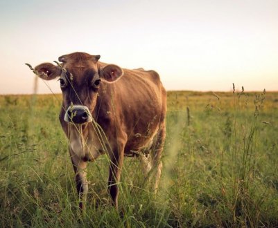 Німецькі фермери відмовляються від тваринництва