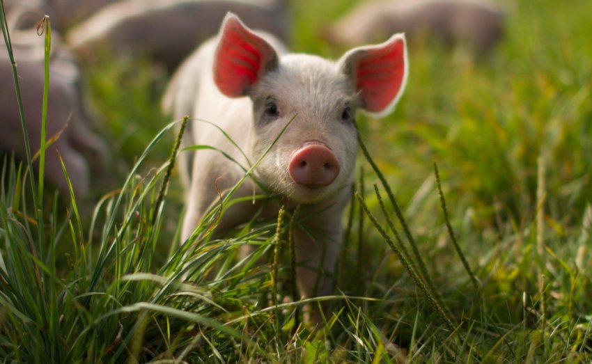 Німецькі фермери відмовляються від тваринництва Німецькі фермери відмовляються від тваринництва