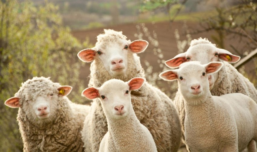 Німецькі фермери відмовляються від тваринництва Німецькі фермери відмовляються від тваринництва