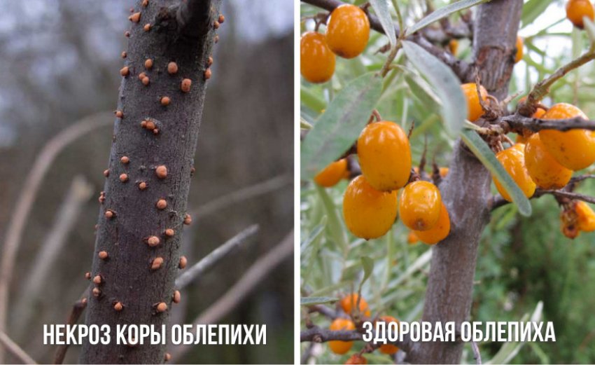 Здорова і вражена некрозом кора