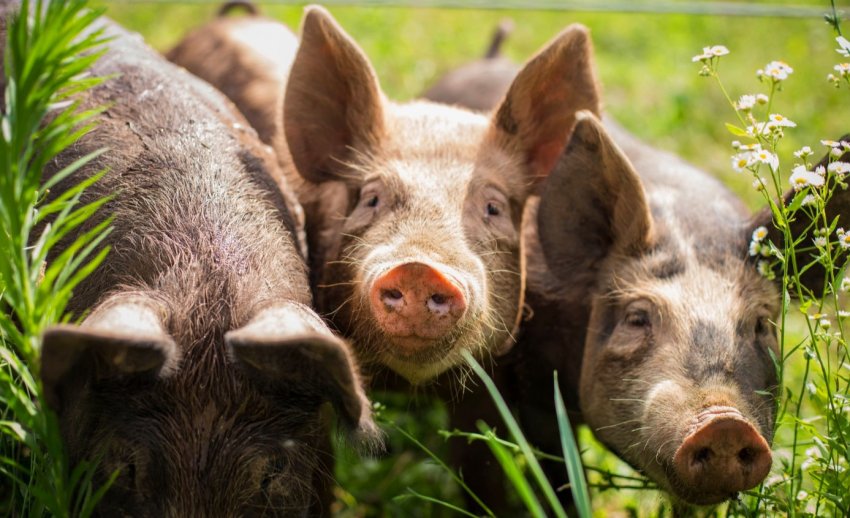 В'єтнамських свинарів закликають до нарощування обсягів виробництва