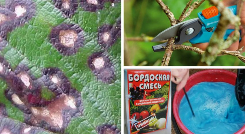 Методи боротьби проти септориозной плямистості