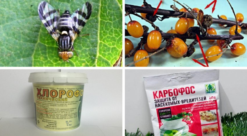 Методи боротьби з обліпиховою мухою