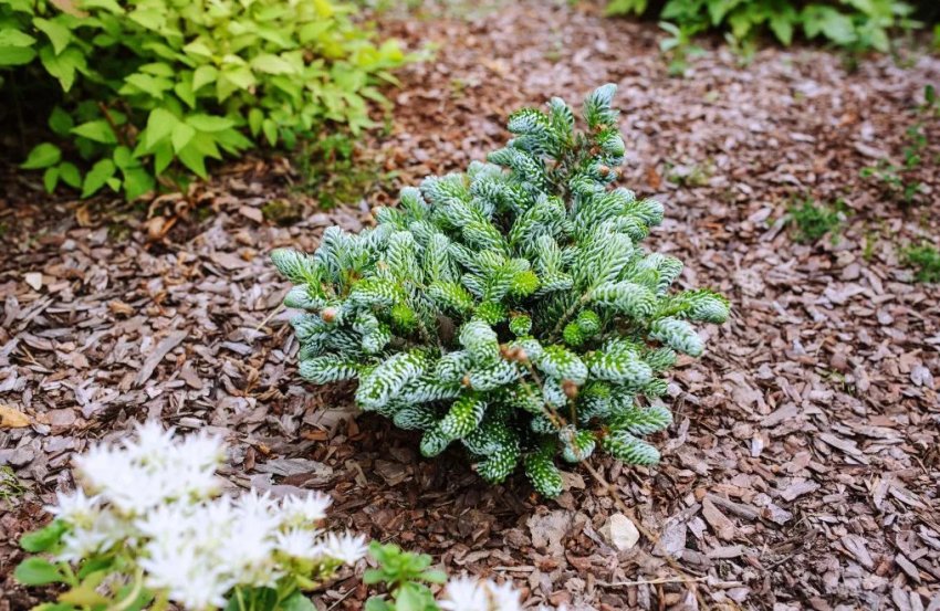 Мульчування ялиці