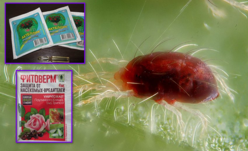 Препарати для боротьби з павутинним кліщем