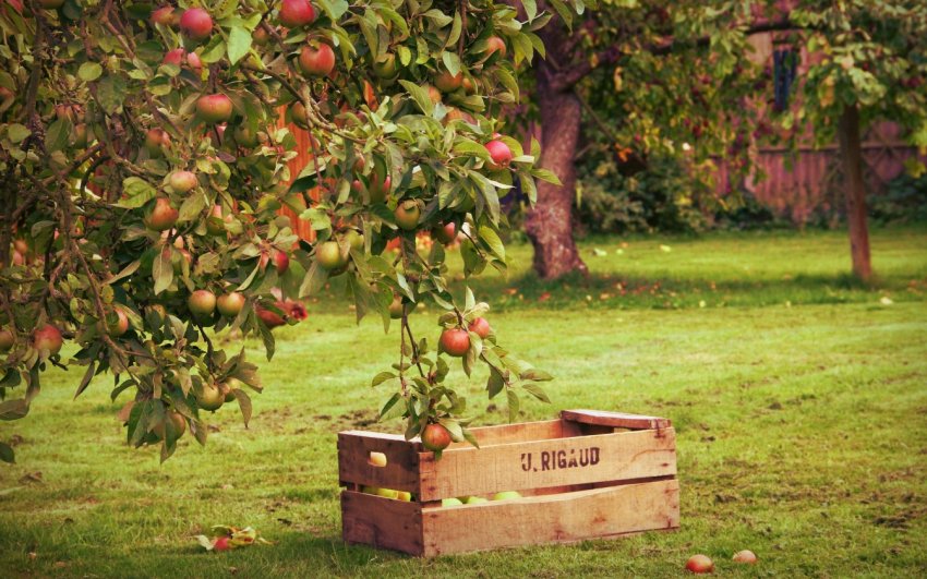 90 відсотків садів Воронезької області повинні бути викорчувані 90 відсотків садів Воронезької області повинні бути викорчувані