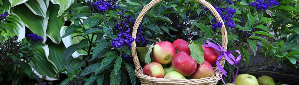 90 відсотків садів Воронезької області повинні бути викорчувані