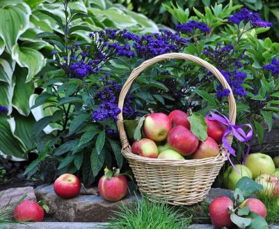 90 відсотків садів Воронезької області повинні бути викорчувані