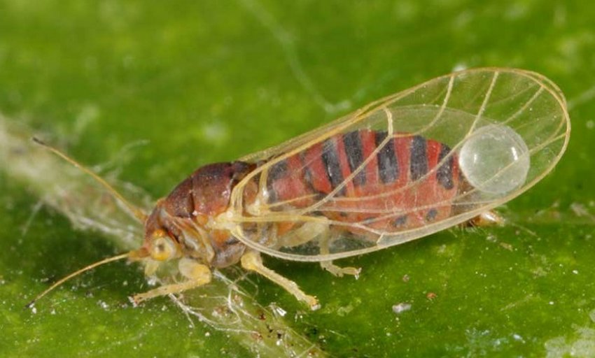 Шкідник обліпихи— мідяниця