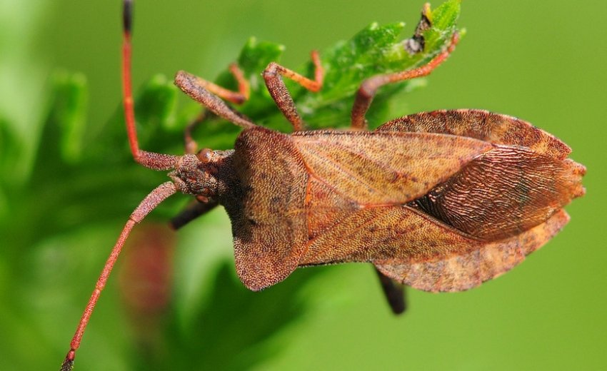 Клоп щавелиевый