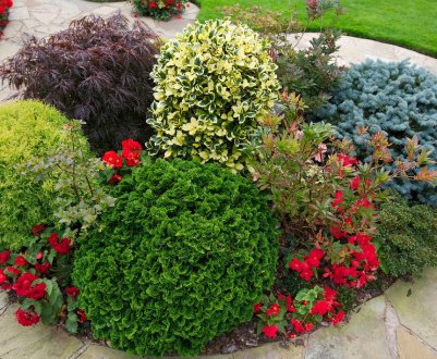 Які рослини можна садити поруч з туями