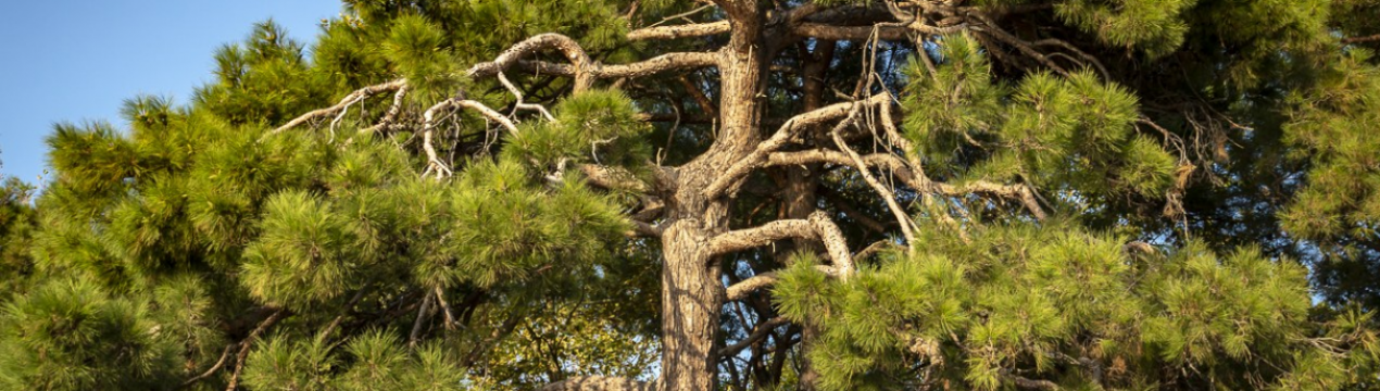 Особливості сосни піцундської: опис, посадка і догляд