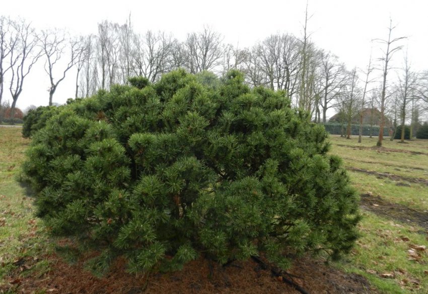 Гірська сосна Мопс