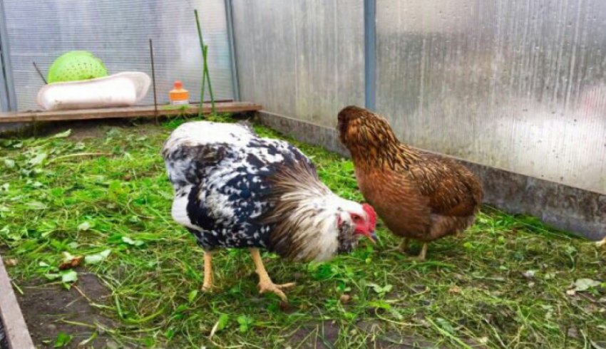 Вигульних дворик