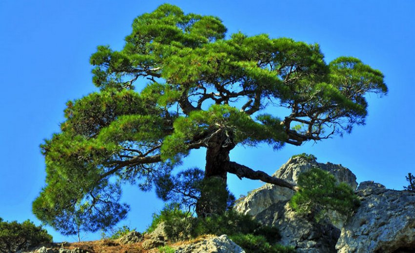 Сосна Кримська