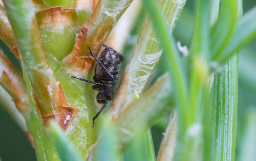 Попелиця на сосні