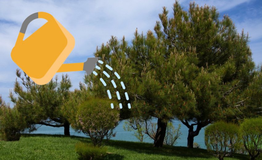 Полив кримської сосни