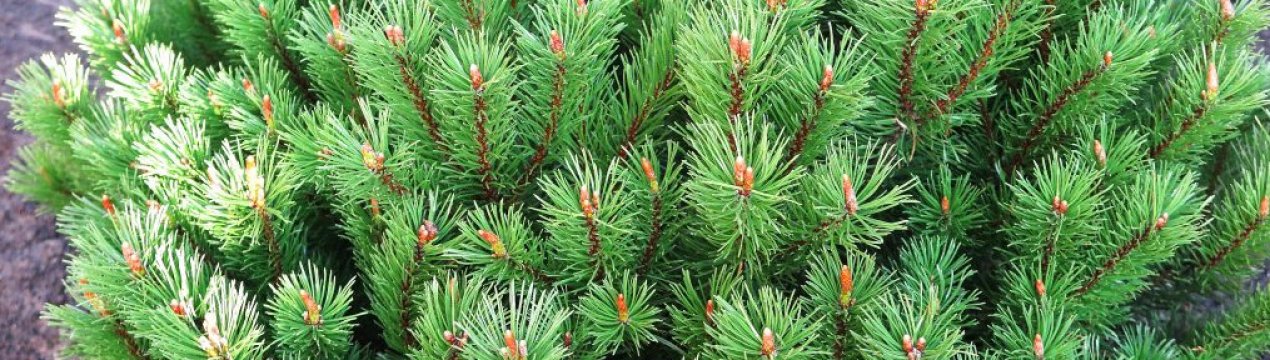 Опис сосни гірської Мопс, її посадка і догляд за нею