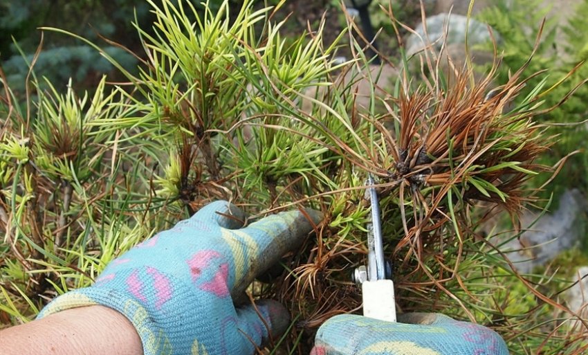 Санітарна обрізка сосни