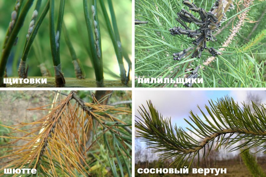 Болезни и вредители сосны