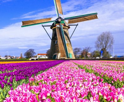 Голландія — батьківщина тюльпанів: коли краще відвідувати країну, щоб побачити цвітіння