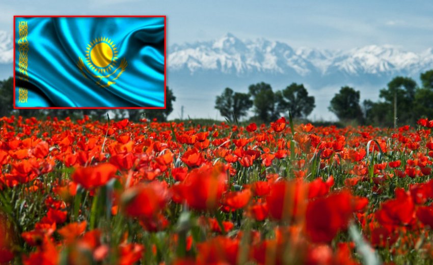 Тюльпани в Казахстані Тюльпани в Казахстані