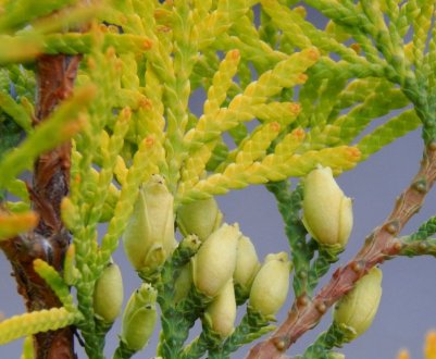 Причини пожовтіння туї та методи її відновлення