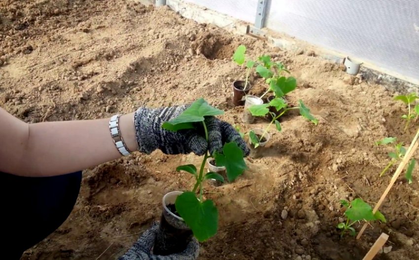 Висадка огірків Висадка огірків