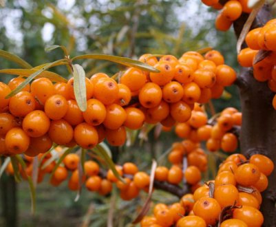 Види обліпихи для посадки в Підмосков'ї