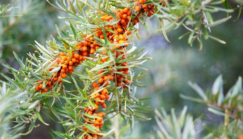 Ботанічна обліпиха