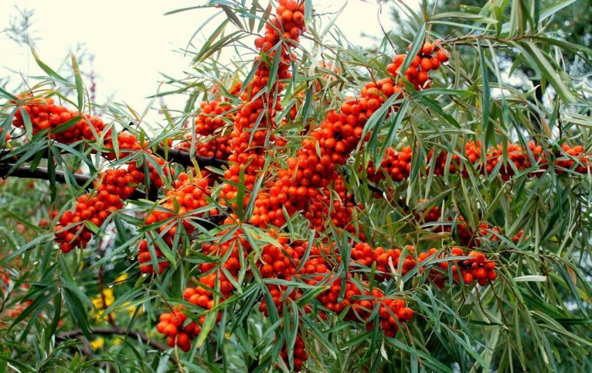 Обліпиха Московська красуня